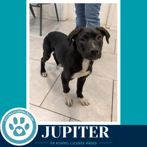 Jupiter (Xena's Planetary Pups) 062026