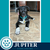Jupiter (Xena's Planetary Pups) 062026 - Photo 1