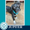 Jupiter (Xena's Planetary Pups) 062026 - Photo 2