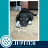 Jupiter (Xena's Planetary Pups) 062026 - Photo 3