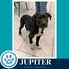 Jupiter (Xena's Planetary Pups) 062026 - Photo 4