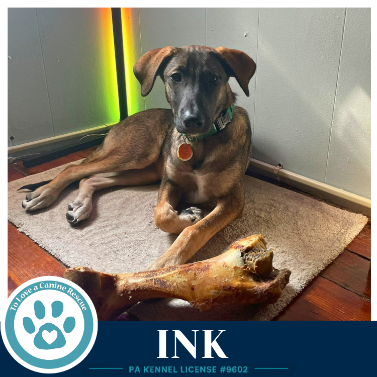 Ink (I-Team) 062026 Image