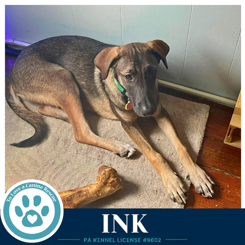 INK (I-TEAM) 062026 - Shepherd / Terrier available for adoption