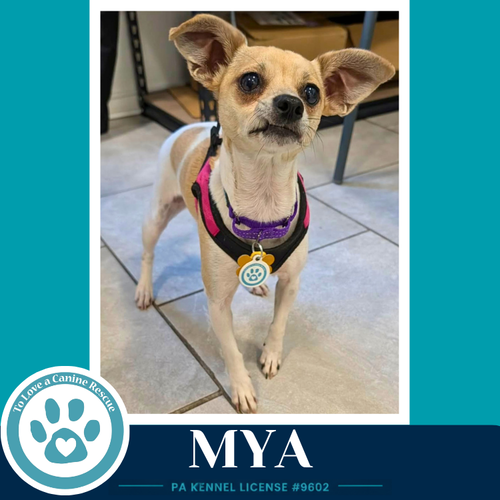 Mya 062026