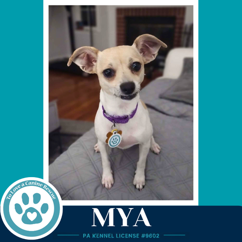 MYA 062026 - Chihuahua available for adoption