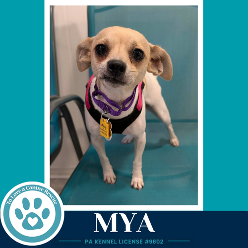 Mya 062026 photo 3