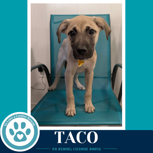 Taco (Taco Tuesday Crew) 062026
