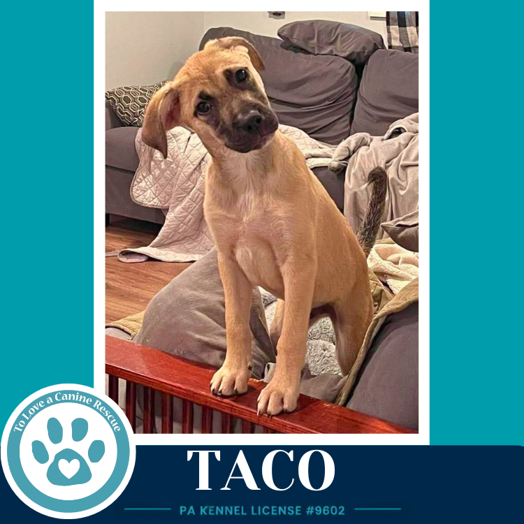 Taco (Taco Tuesday Crew) 062026 Image