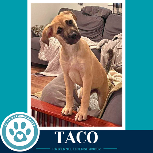 TACO (TACO TUESDAY CREW) 062026 - Shepherd available for adoption