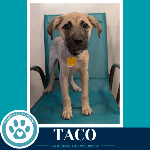 Taco photo 3