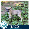 Taco (Taco Tuesday Crew) 062026 - Photo 4