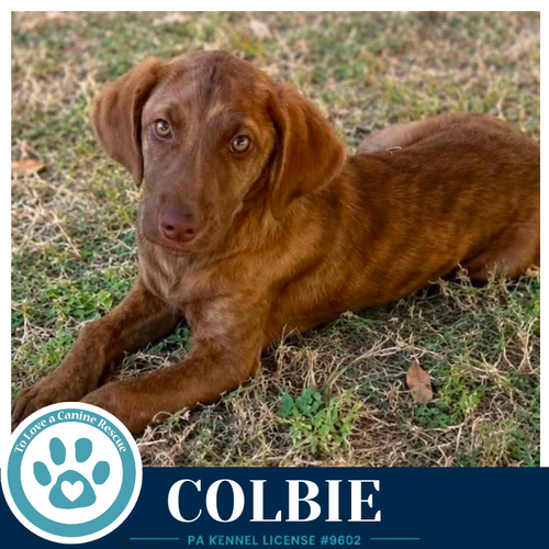 Colbie (The Copper Crew) 062026