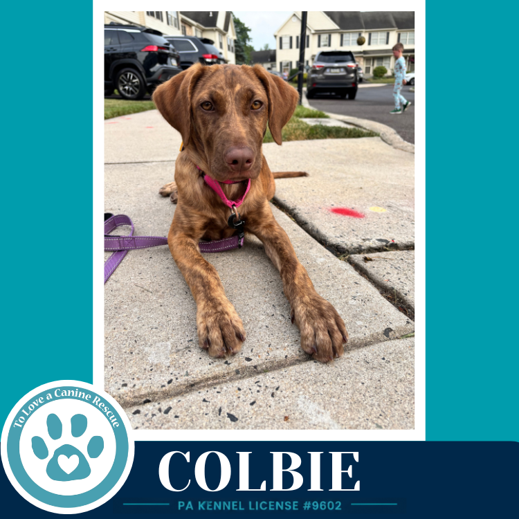 Colbie (The Copper Crew) 062026 Image