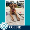 Colbie (The Copper Crew) 062026 - Photo 1