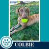 Colbie (The Copper Crew) 062026 - Photo 2