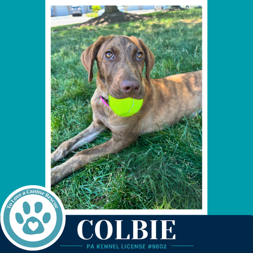 COLBIE (THE COPPER CREW) 062026 - Hound available for adoption