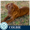 Colbie (The Copper Crew) 062026 - Photo 3