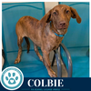 Colbie (The Copper Crew) 062026 - Photo 4