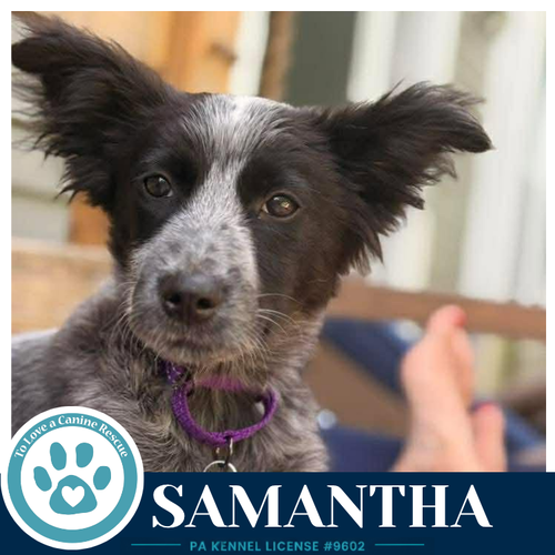 Samantha (Blue Belles) 062026