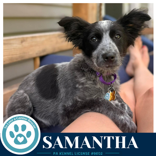 SAMANTHA (BLUE BELLES) 062026 - Australian Cattle Dog/Blue Heeler available for adoption