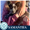 Samantha (Blue Belles) 062026 - Photo 3