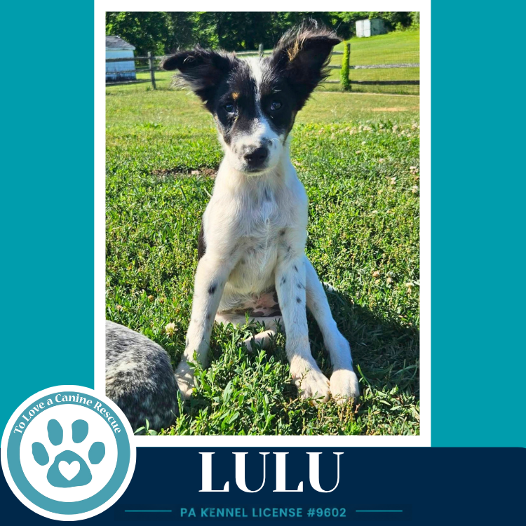 Lulu (Blue Belles) 062026 Image