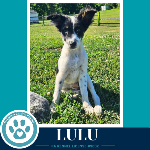 Lulu (Blue Belles) 062026