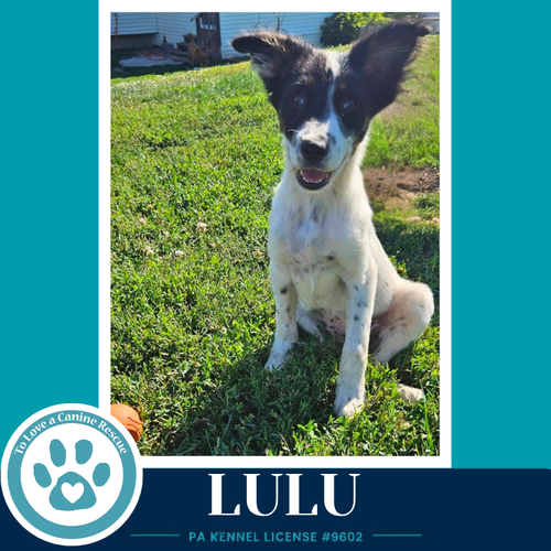 LULU (BLUE BELLES) 062026 - Australian Cattle Dog/Blue Heeler available for adoption