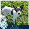 Lulu (Blue Belles) 062026 - Photo 3