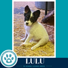 Lulu (Blue Belles) 062026 - Photo 4