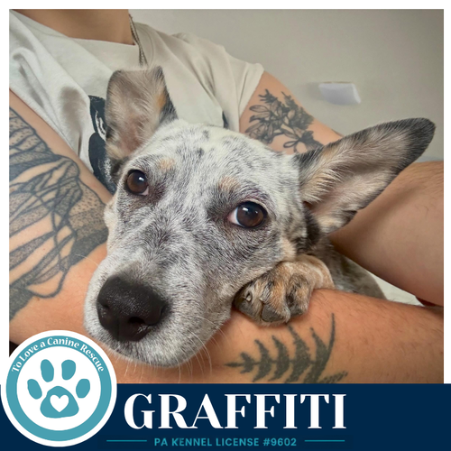 GRAFFITI (BLUE BELLES) 062026 - Australian Cattle Dog/Blue Heeler available for adoption