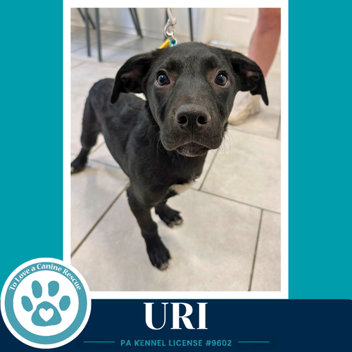 Uri (Xena's Planetary Pups) 062026