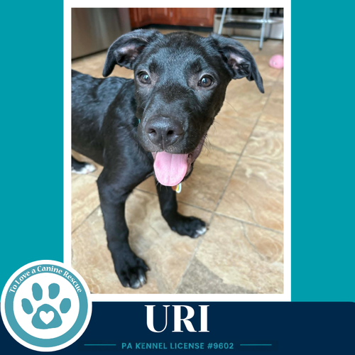 URI (XENA'S PLANETARY PUPS) 062026 - Labrador Retriever / Pit Bull Terrier available for adoption