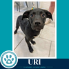 Uri (Xena's Planetary Pups) 062026 - Photo 3