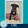 Uri (Xena's Planetary Pups) 062026 - Photo 4