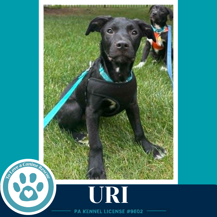 Uri (Xena's Planetary Pups) 062026