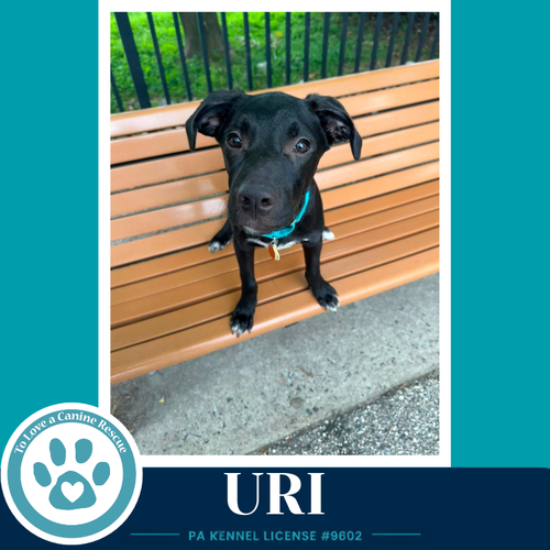 Photo 4 of Uri (Xena's Planetary Pups) 062026
