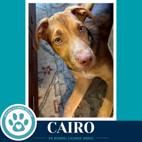 Cairo (Peaks And Pyramids Pups) 062026