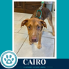 Cairo (Peaks And Pyramids Pups) 062026 - Photo 2