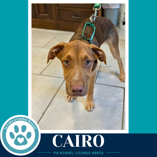 CAIRO (PEAKS AND PYRAMIDS PUPS) 062026 - Shepherd available for adoption