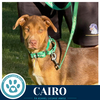 Cairo (Peaks And Pyramids Pups) 062026 - Photo 3