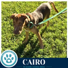Cairo (Peaks And Pyramids Pups) 062026 - Photo 4