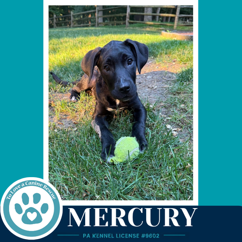 Mercury (Xena's Planetary Pups) 062026