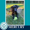 Mercury (Xena's Planetary Pups) 062026 - Photo 1
