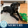 Mercury (Xena's Planetary Pups) 062026 - Photo 2