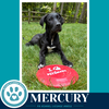 Mercury (Xena's Planetary Pups) 062026 - Photo 3