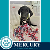 Mercury (Xena's Planetary Pups) 062026 - Photo 4