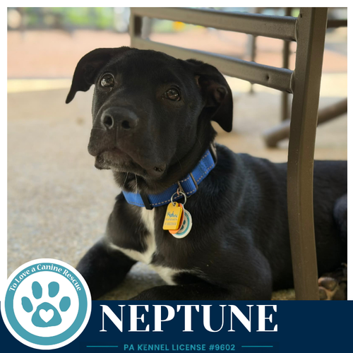 Neptune (Xena's Planetary Pups) 062026