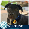 Neptune (Xena's Planetary Pups) 062026 - Photo 2