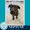 Neptune (Xena's Planetary Pups) 062026 - Photo 3